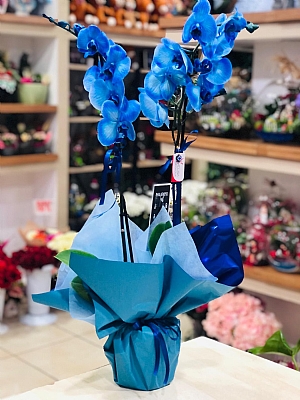 mavi orkide çift dallı